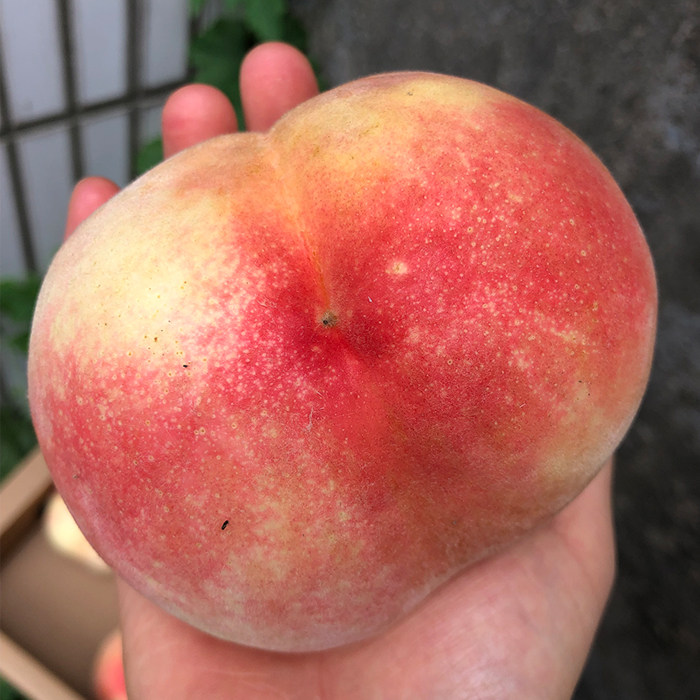 煨灶正宗凤桥三星水蜜桃低脂水果送礼体面超大桃