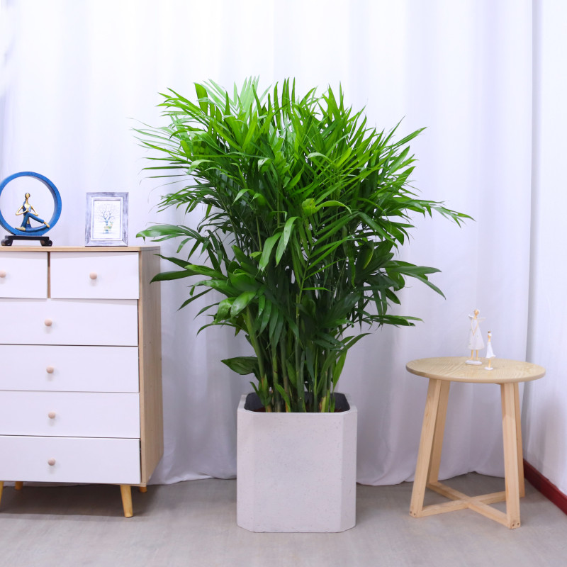 夏威夷竹很好活耐寒客厅办公室内绿色植物盆栽花卉花木杭州同城配