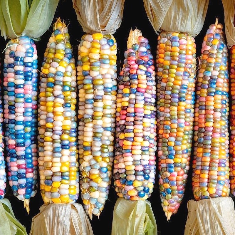 种子传家宝彩虹玻璃宝石玉米可食用非转拯救者付邮家庭园艺种子