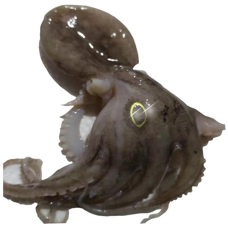 海鲜水产迷你芥末小章鱼新鲜活生的八抓脚八爪鱼冷冻火锅食材批发