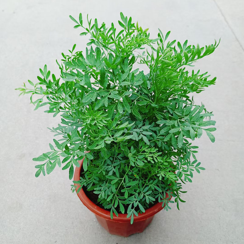 臭草驱蚊草包茅草水香糖水绿豆草绿庭院盆栽绿植