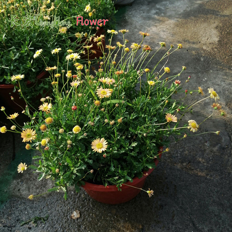 姬小盆栽花木春菊花坛公园庭院花卉雁河耐寒花卉