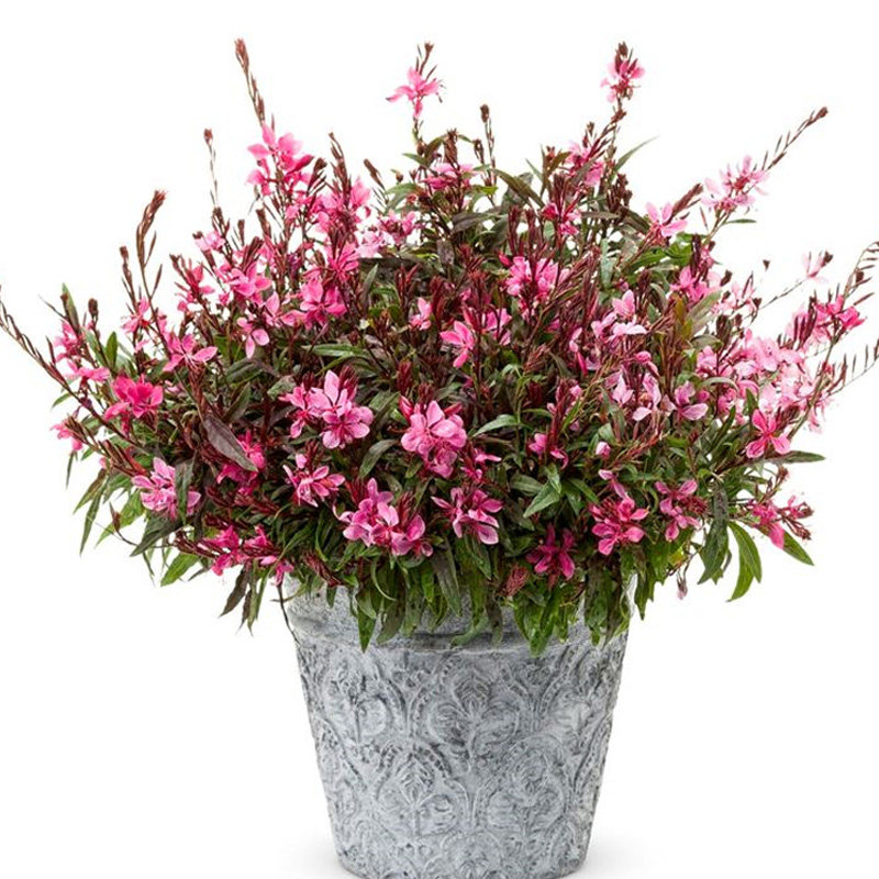 山桃花坛草坪点缀紫叶千鸟花盆盆栽带花多年生时令草本花卉