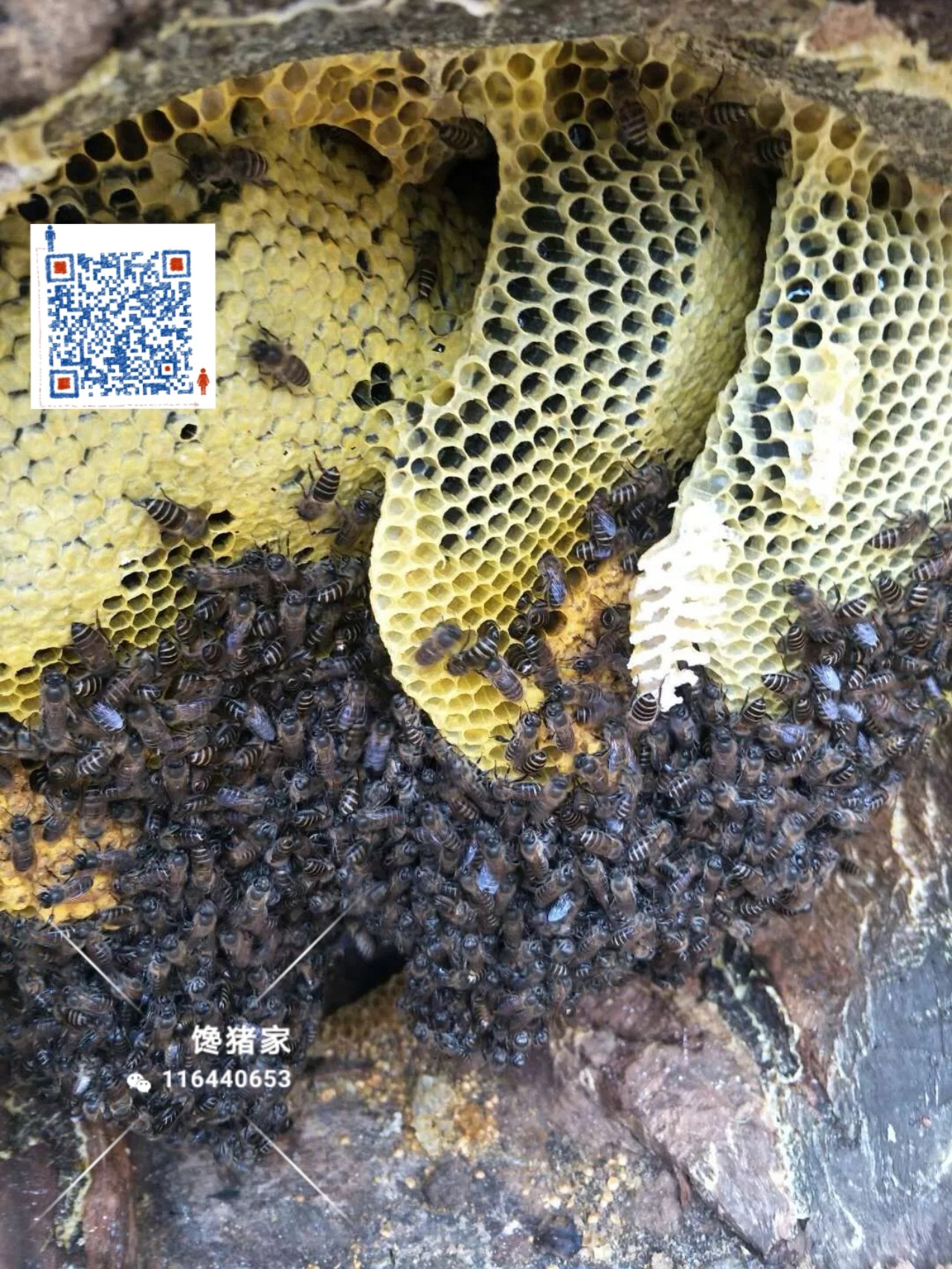 馋猪家棉花糖蜜黑蜜西双版纳野生蜂蜜野生蜂蜜包邮