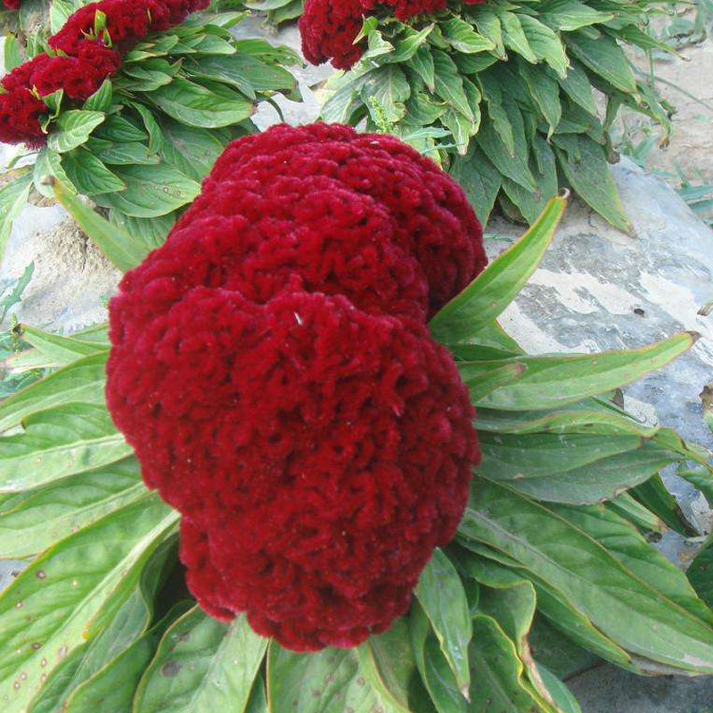 巨型头状鸡冠花种子春季秋季播易种室内阳台盆栽家庭园艺种子