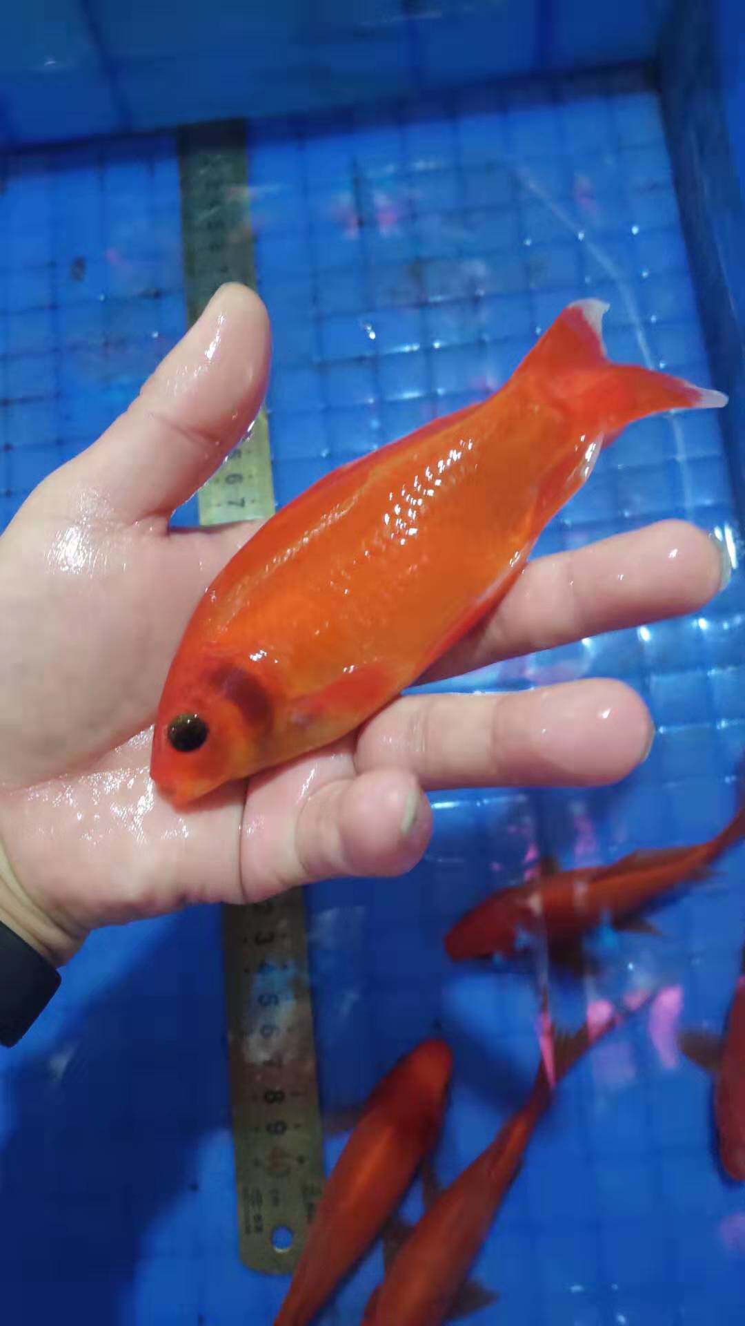 冷水鹦鹉邮包包邮包活体观赏鱼鱼苗鹦鹉鱼琉璃金无鳞鱼