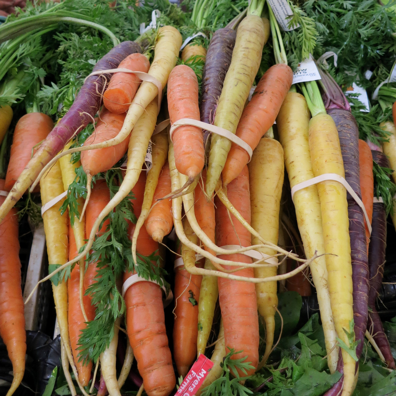 【美国进口】 五彩胡萝卜种子 红黄白紫橙等混色春播秋播蔬菜种子