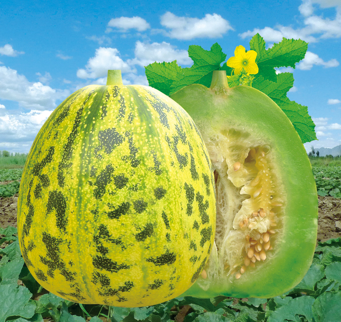 甜瓜种子太郎薄皮酥瓜春夏秋播种花水果种子