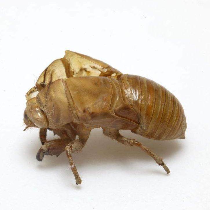 蝉衣 干净蝉蜕 蝉退知了皮虫蜕蝉壳 金蝉衣 中草药材 500g克包邮