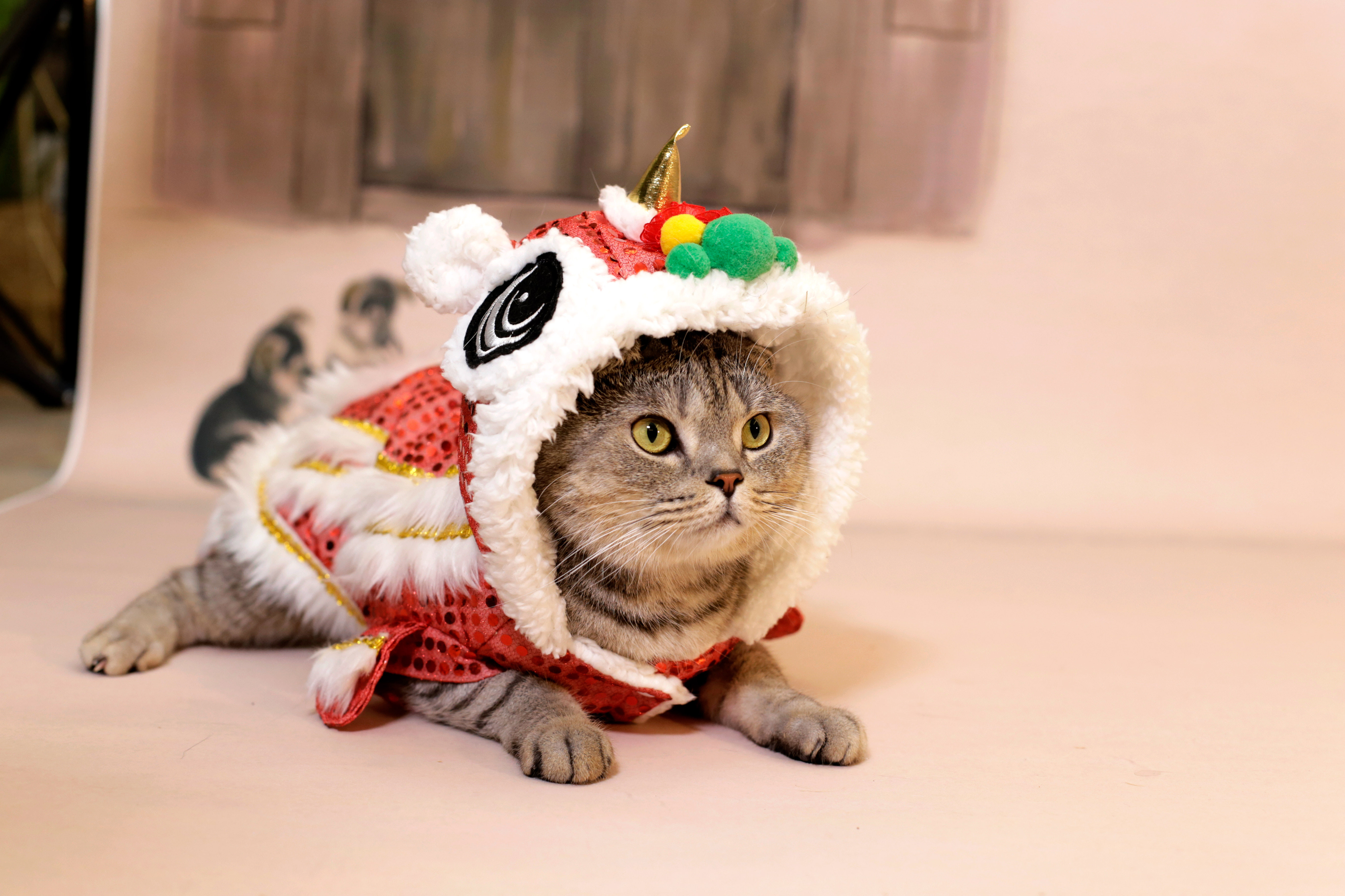 衣服音爆抖音服装幼猫成猫旺字宠物柿子舞狮宠物服装