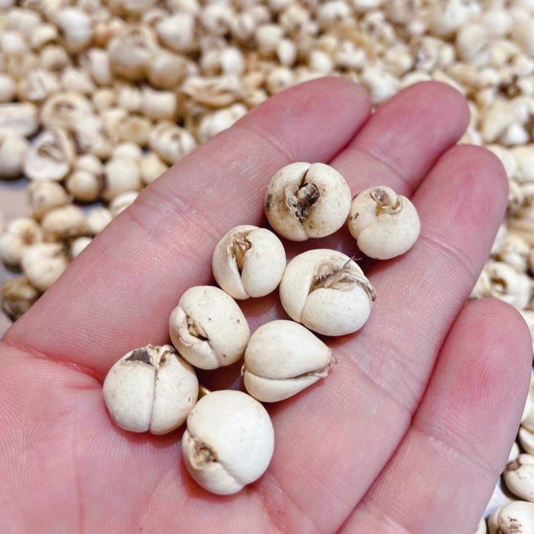 贝母150g西藏野生林芝无硫免费打粉可做枇杷川贝