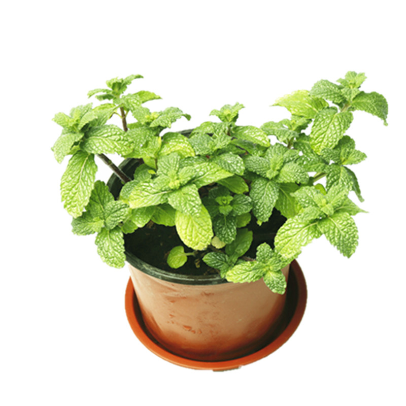 薄荷种子猫薄荷盆栽四季可食用室内蚊虫植物阳台家庭园艺种子
