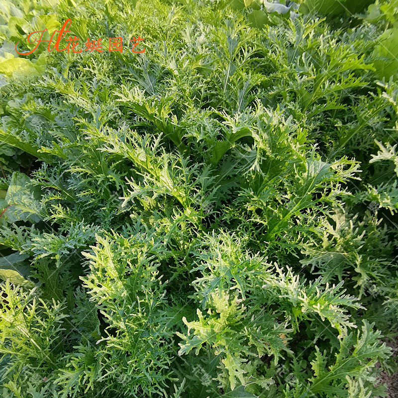 种籽苦菊四季种子苗花叶菜籽籽种苦苣菜种秋季家庭园艺种子