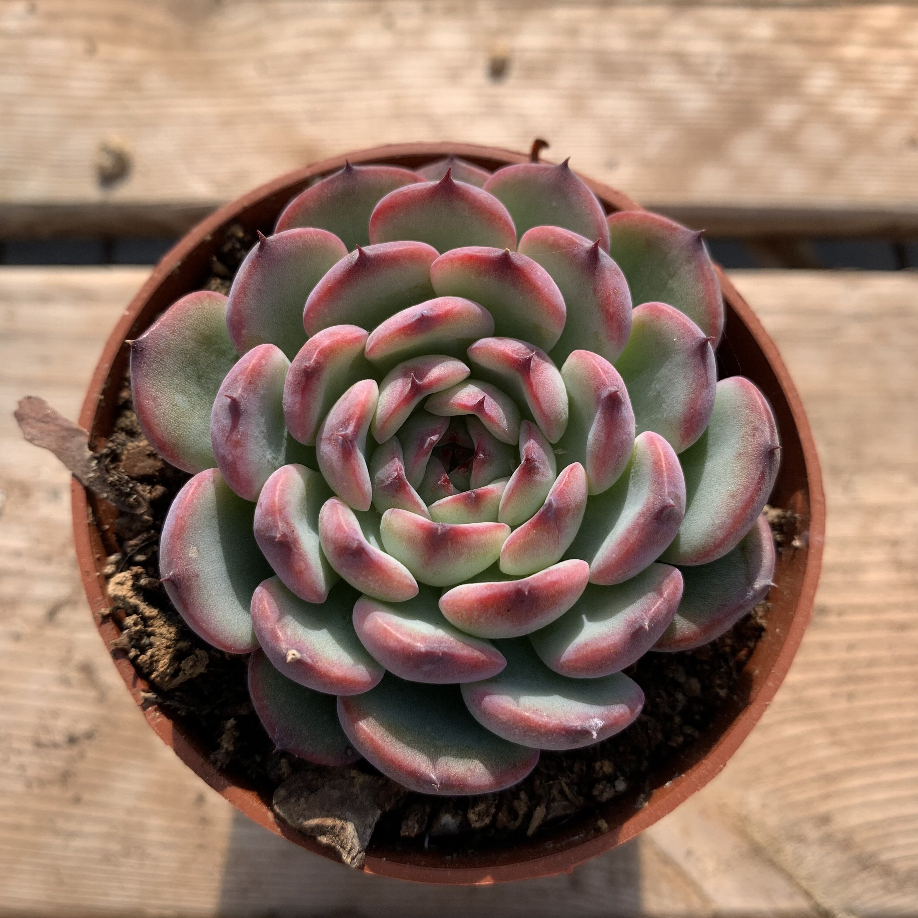 马赛尔赛尔多肉植物一物一拍8cm对比多肉植物