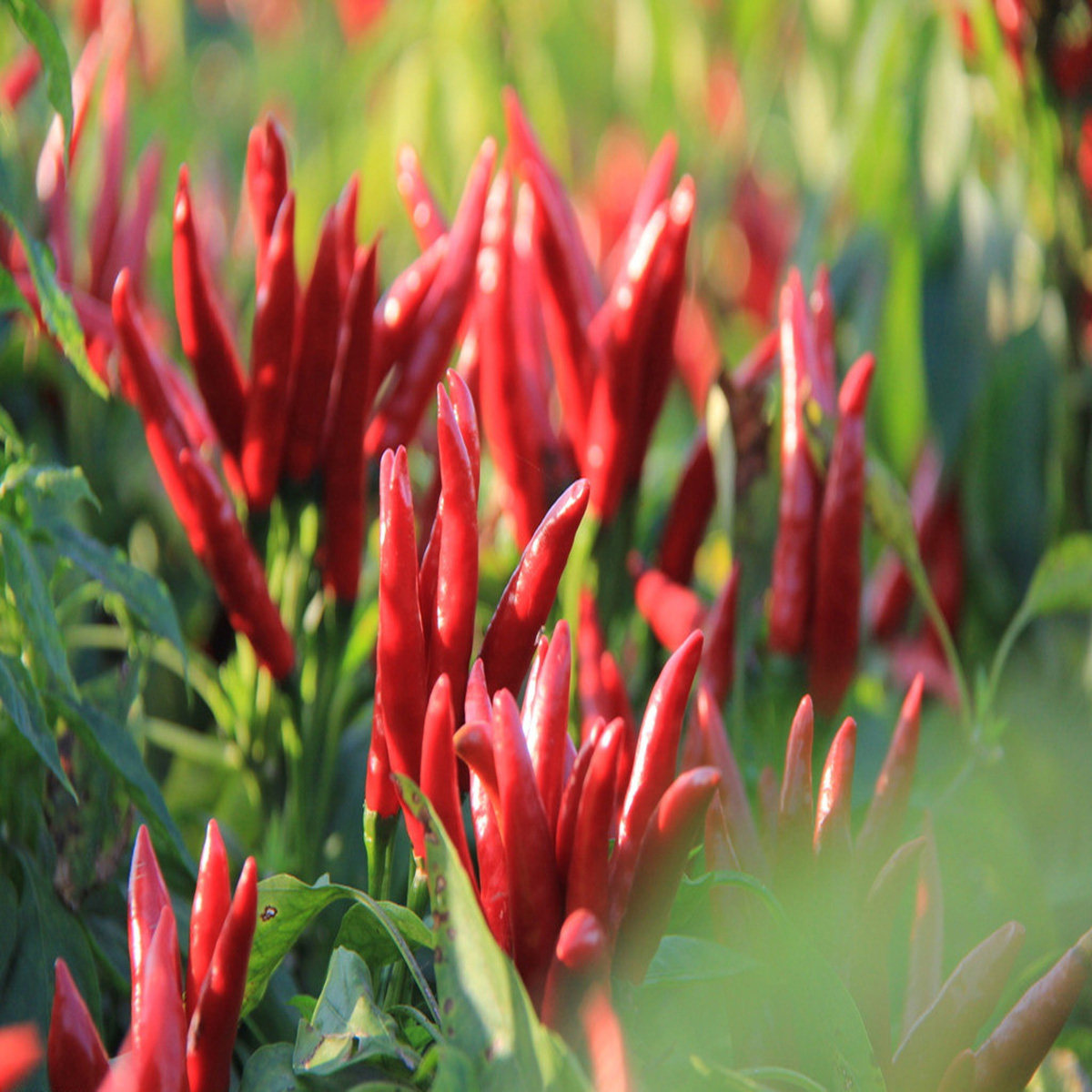 1斤新货香超椒超椒海七星辣椒包邮四川小米辣椒类调料