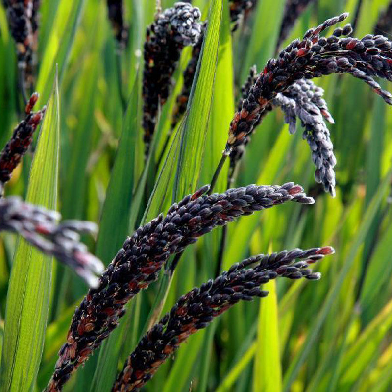 糯米农家家产黑米500g煮粥包粽子原料糯米