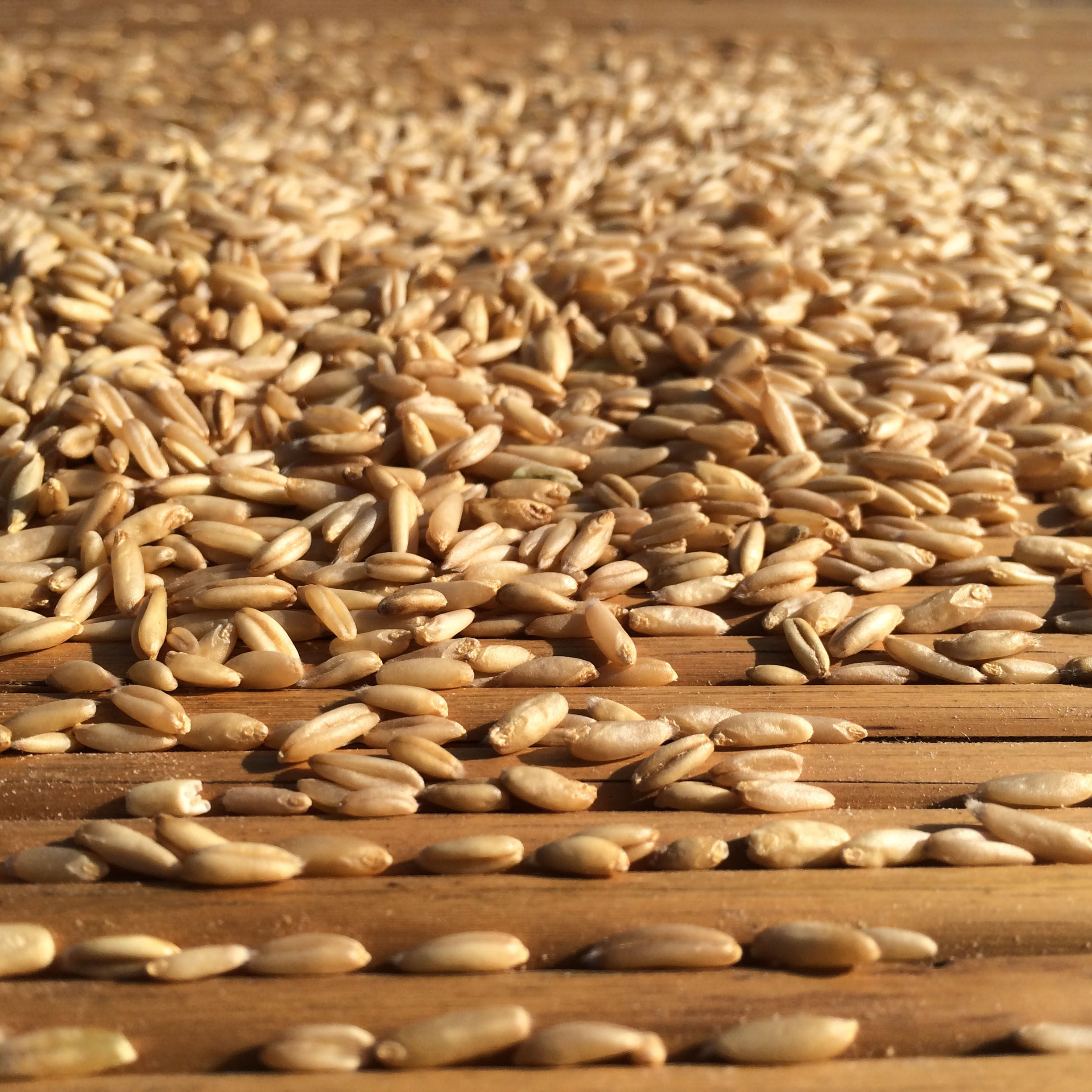 燕麦麦米太行山农家自产粗粮新货麦粒500g其它粮食