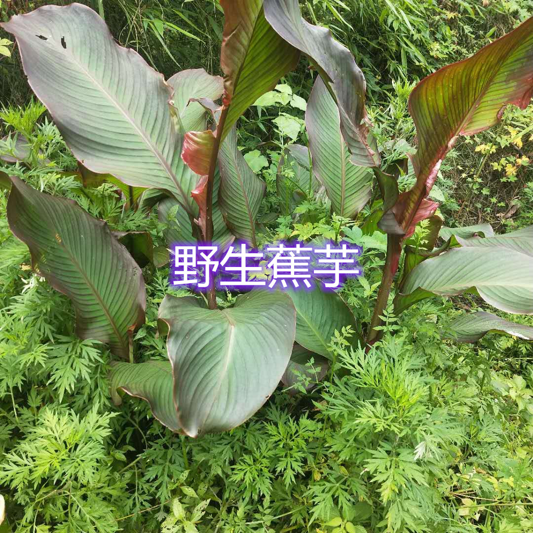 焦芋重庆河边野生现挖现发新鲜带泥6斤粉糯芋头