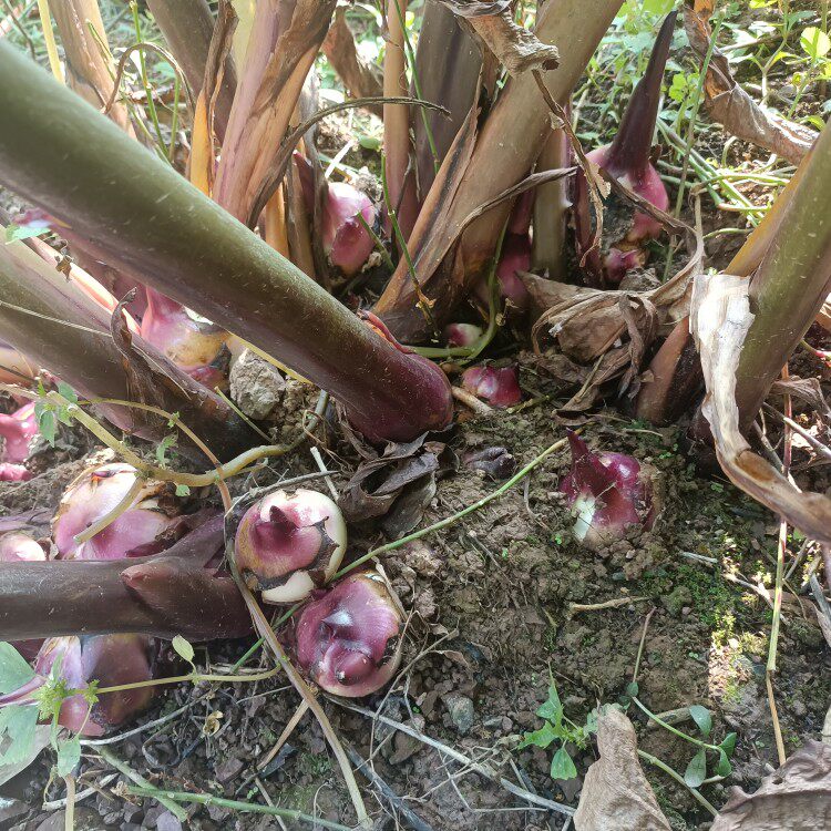 焦芋重庆河边野生现挖现发新鲜带泥6斤粉糯芋头