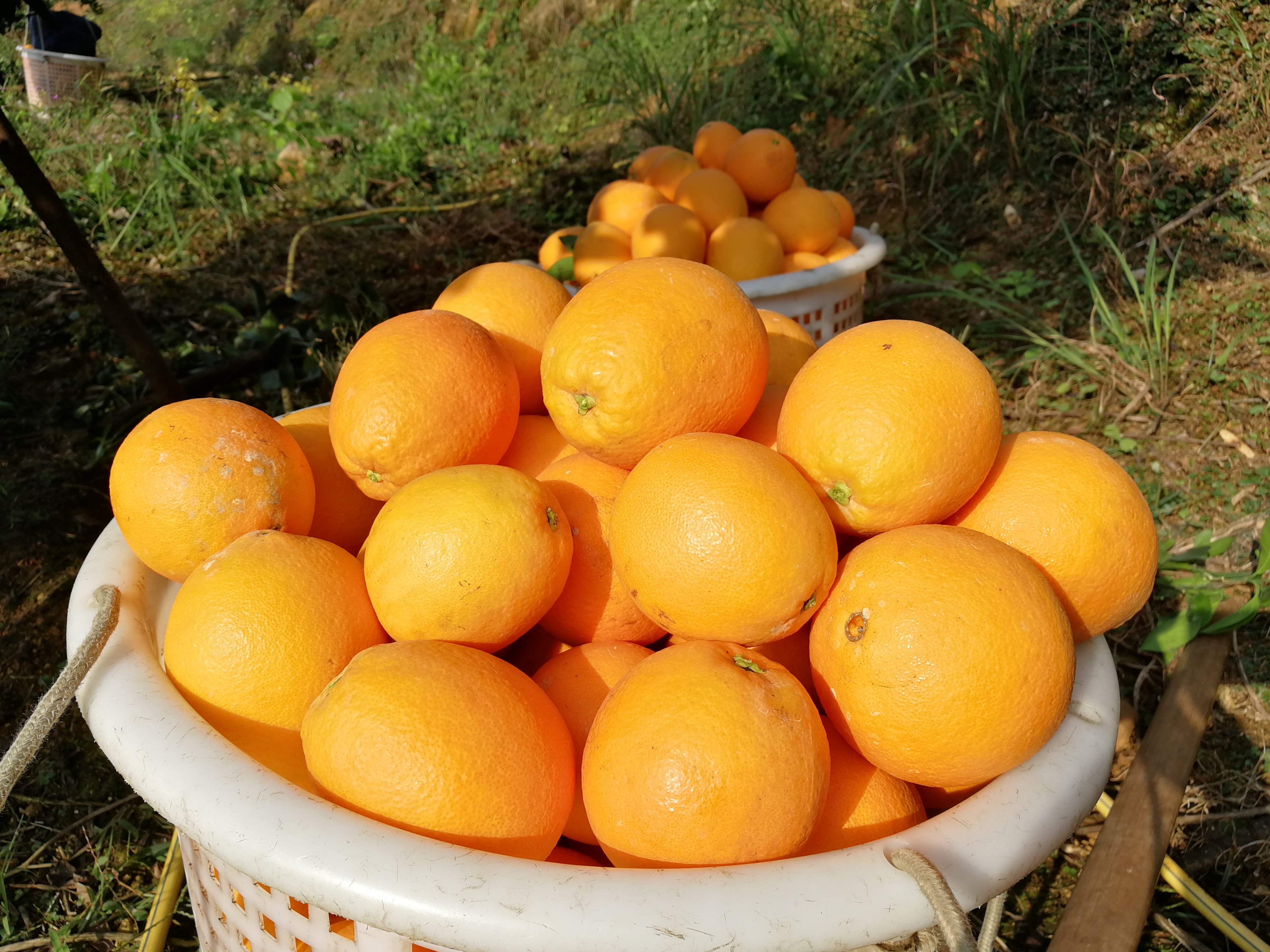 橙子新鲜水果现摘正宗赣南脐橙安远信丰寻乌橙