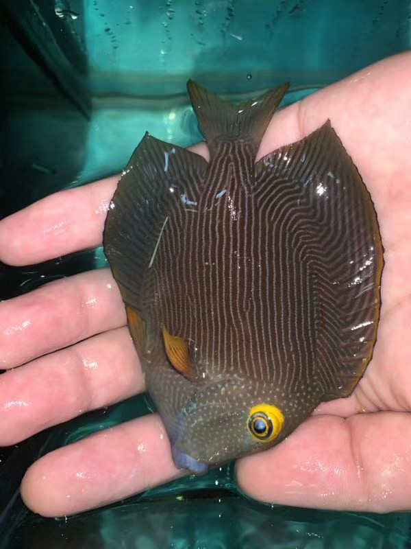 夏威夷金眼吊活体海水深圳海洋广州水族箱生物宠物鱼