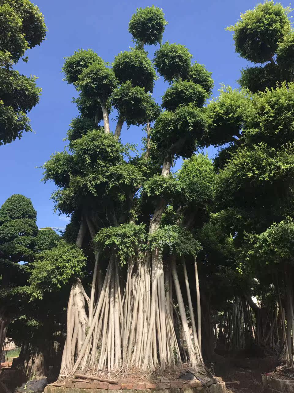 榕树桑科榕属 乔木类植物 大型景点植物苗木盆栽 沙漠馆展览