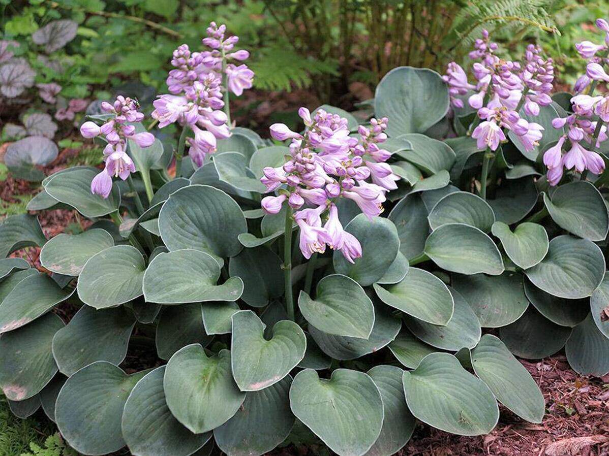 欧洲进口玉簪花卉苗盆栽地栽观叶多年生宿根耐寒阳台庭院地被植物