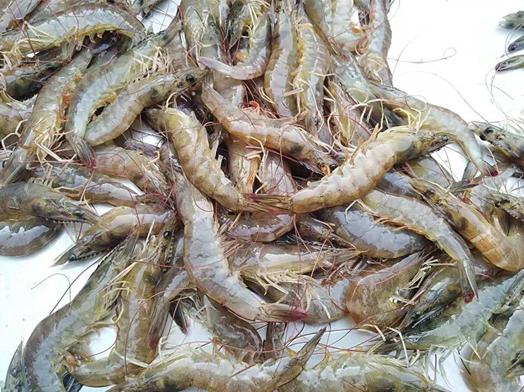 新鲜对虾青虾青岛大虾船冻大虾海捕虾15cm长一冻虾