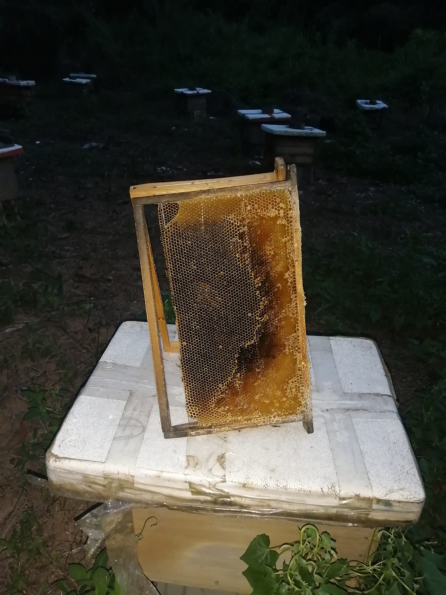 中蜂天然带框老旧巢脾招蜂水招蜜蜂专用引蜂诱蜂蜡无巢虫巢础蜂窝