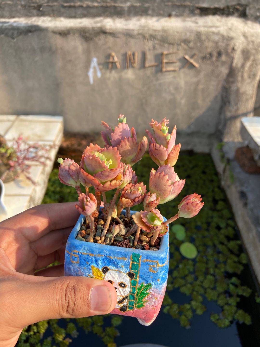 死鸟落地生根蕾丝公主多肉植物多头防辐射多肉植物