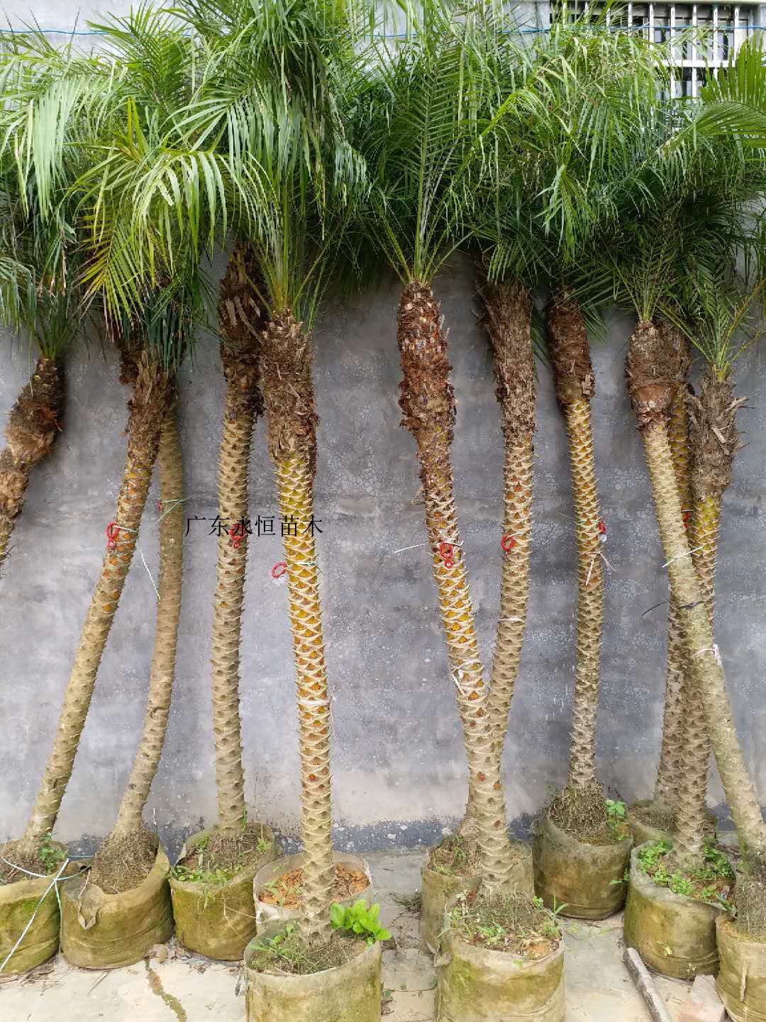 永恒0236米美丽针葵1号棚软叶刺葵珍葵棕榈植物行道树