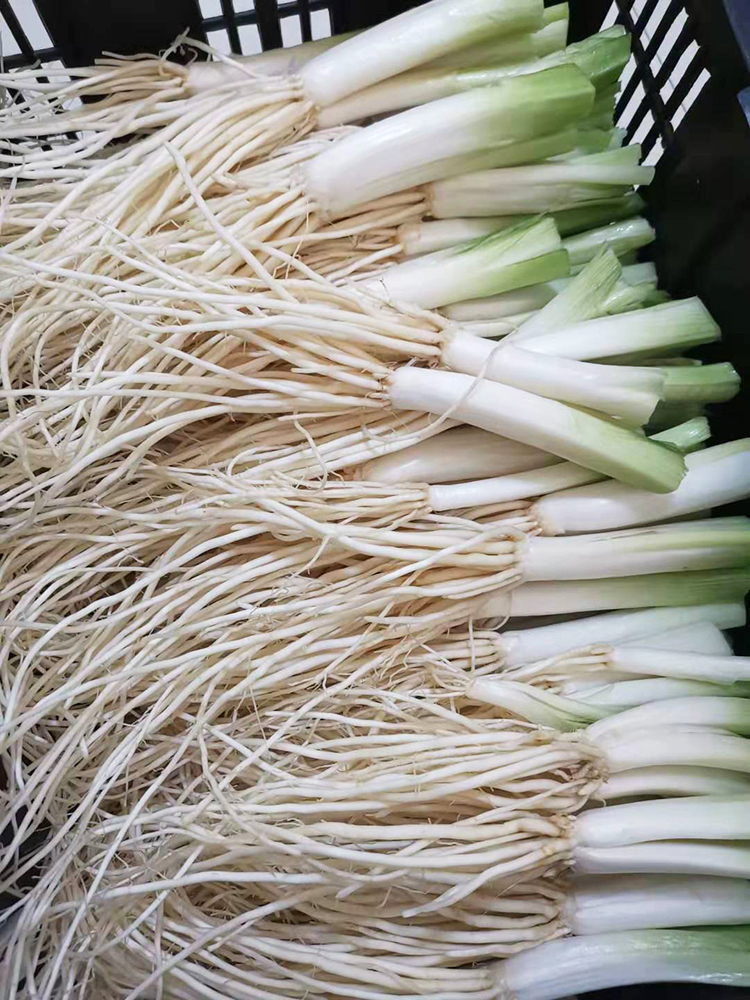菜根2021新货现挖云南保山新鲜蔬菜韭菜炖汤其它
