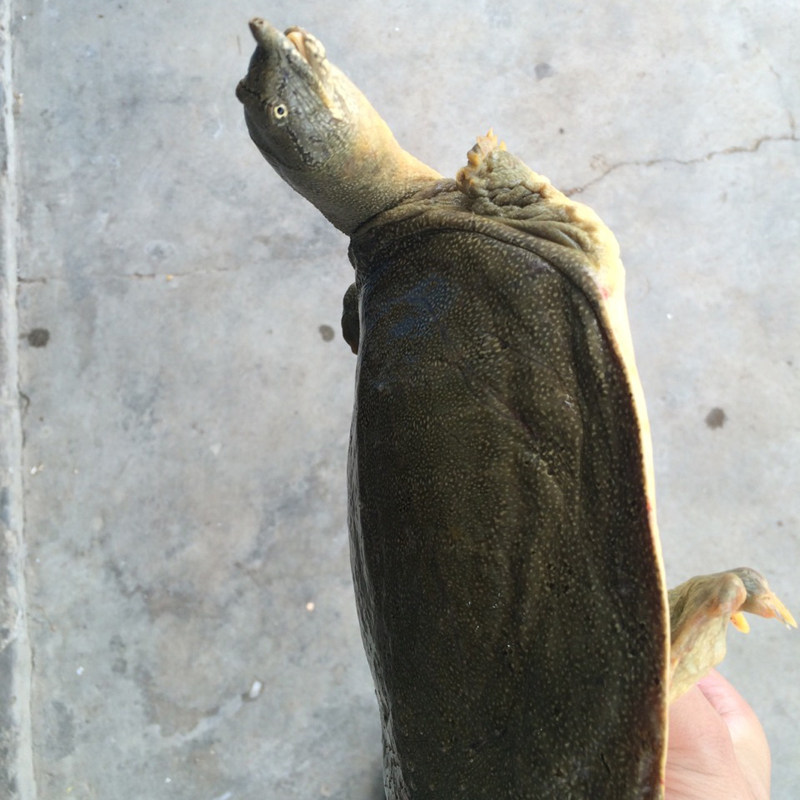 1斤 当天抓 外塘甲鱼活体免邮 野外中华鳖 无激素农家土鳖 甲鱼苗