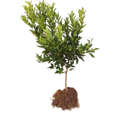 甜橙南北方院地种植特大树苗盆栽嫁接橙子当年结果果树