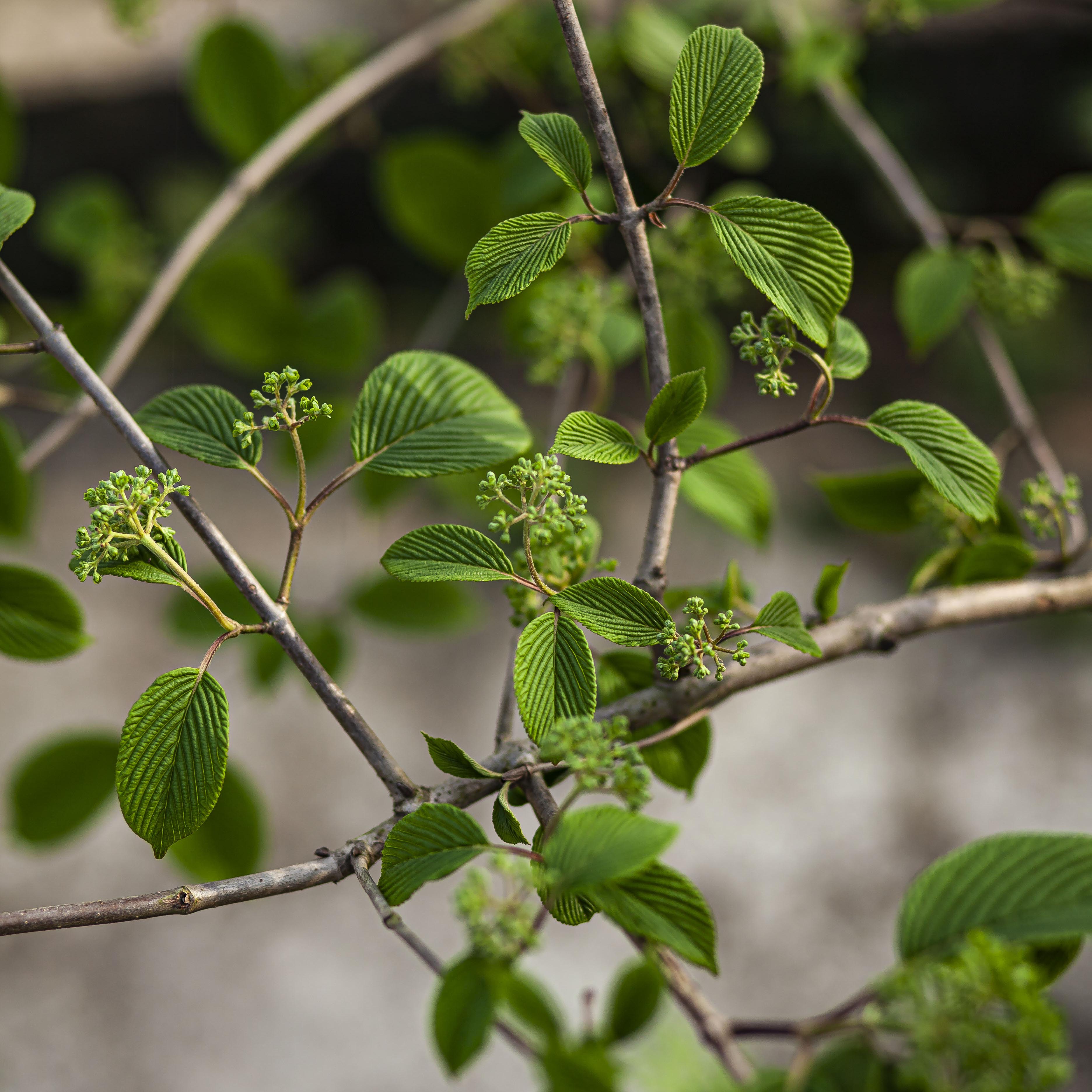 园艺小江中华华木绣球麻叶斗球荚蒾盆栽花卉时令草本花卉