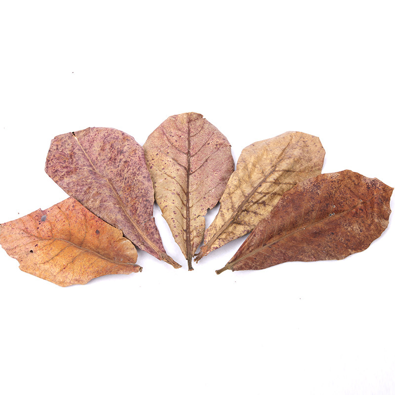 榄仁叶懒人叶降酸降低鱼缸ph软水稳定改善水质其它水族用具设备