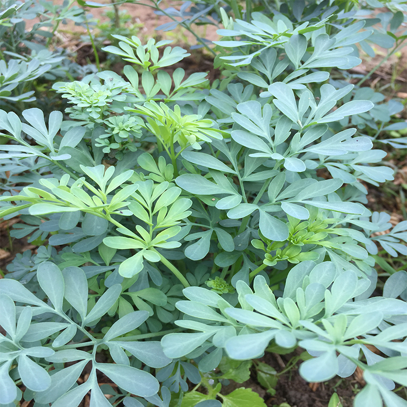 新鲜现摘芸香草 臭草500g包邮艾草 臭艾草香草嫩枝叶买一斤送半斤