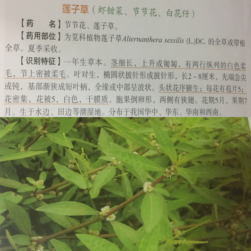 新鲜现采莲子虾钳白花节节花草中草药保鲜500g其他药食同源食品