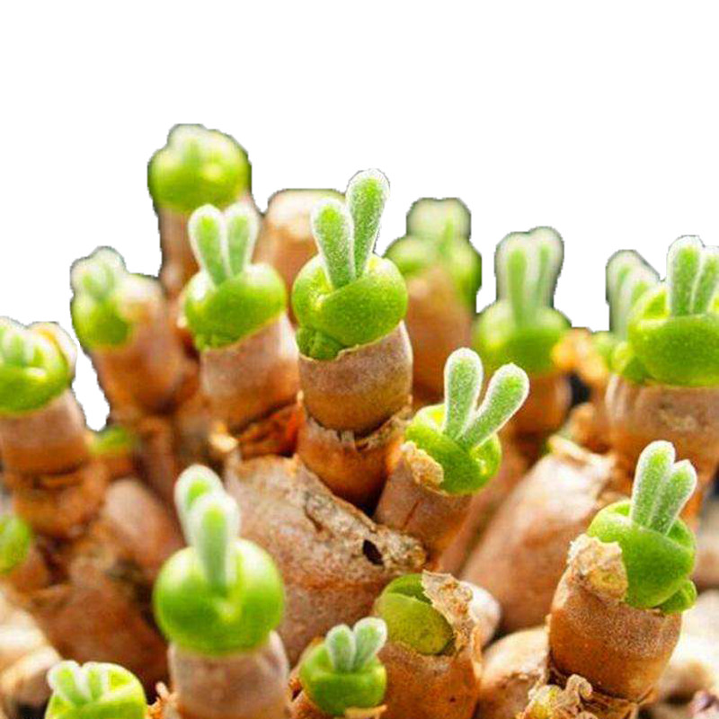 包邮精品多肉植物碧光光环小兔子番杏科奇趣肉肉多肉植物