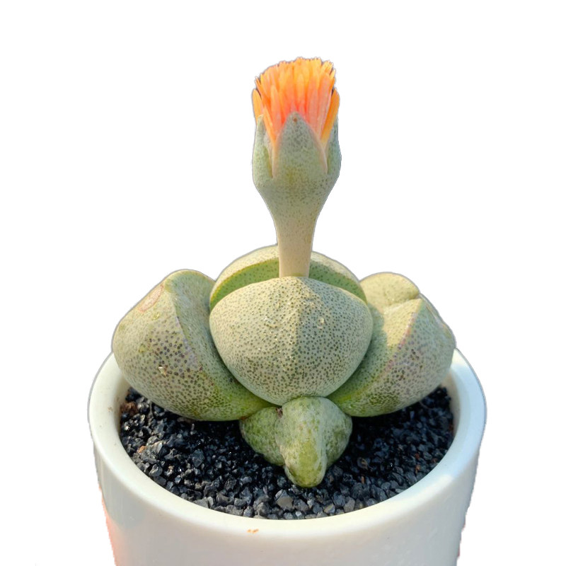 多肉植物帝玉四季开花花苞新手好养室内花卉多肉植物