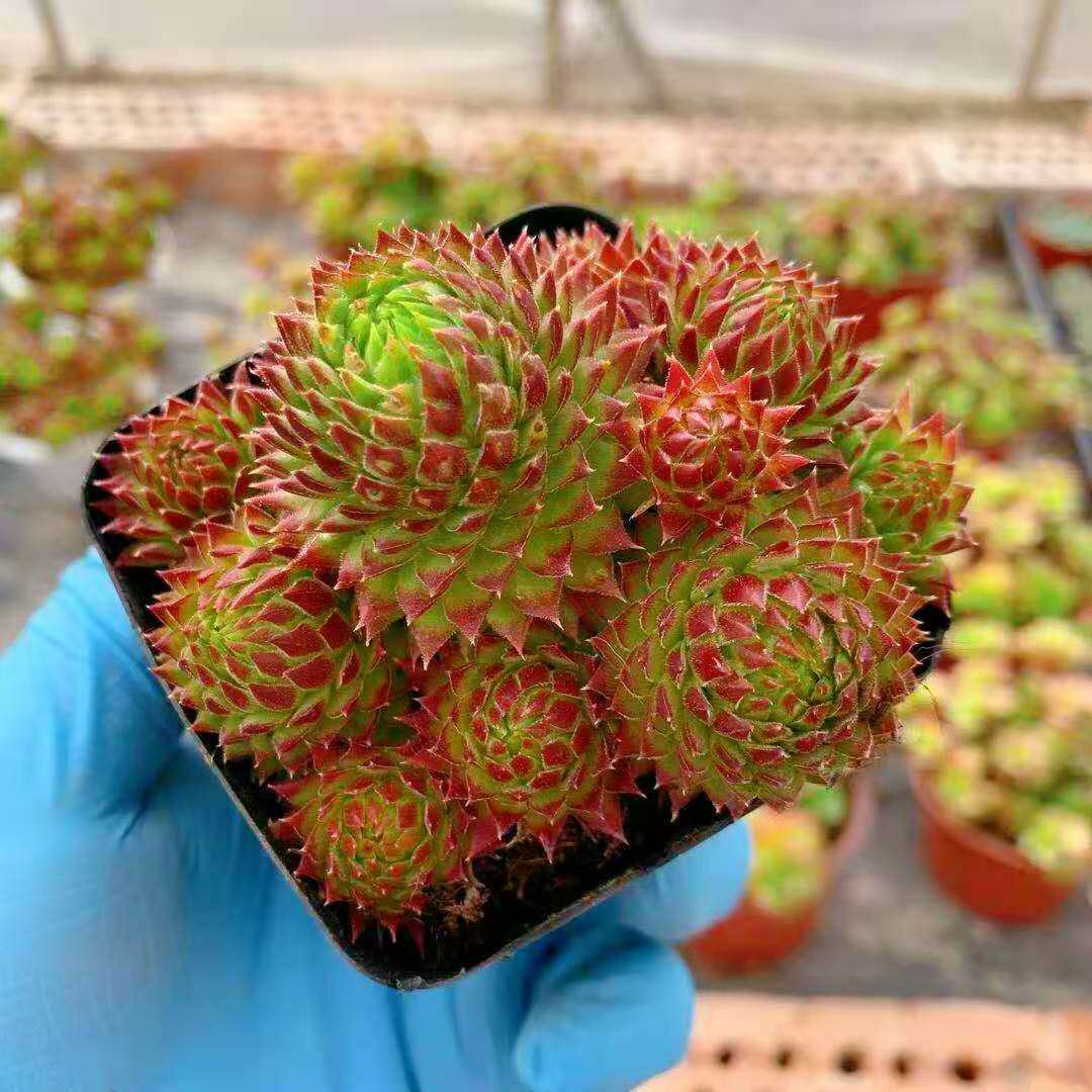 花魁多肉植物长生复活节彩蛋整装多头易爆盆肉多肉植物