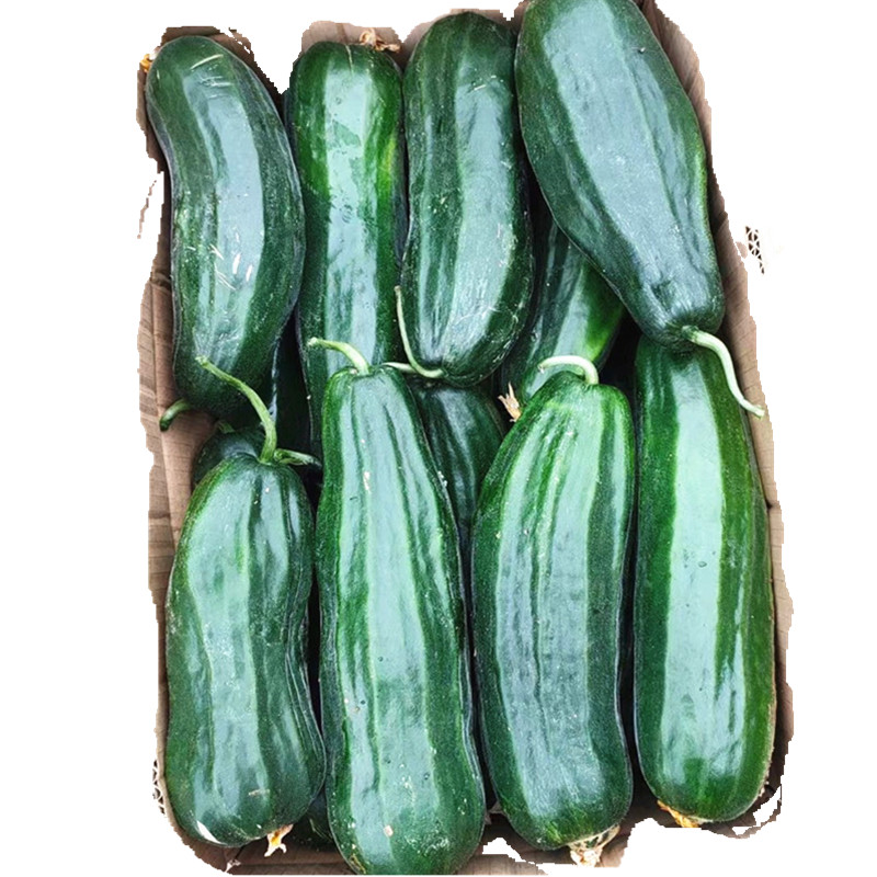水果脆瓜菜瓜新鲜净重5斤黑皮八棱酥瓜无糖甜瓜