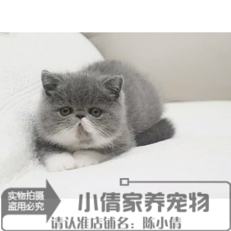 幼猫出售加菲猫宠物异国短毛猫家家养纯种活体猫咪