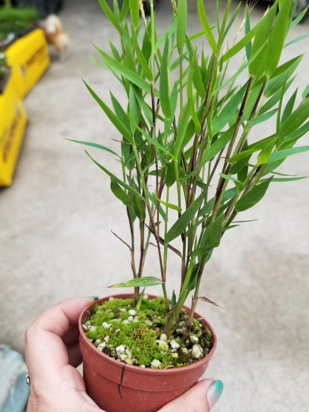 进口山野草品种澳洲风竹盆景办公室案头绿植绿植