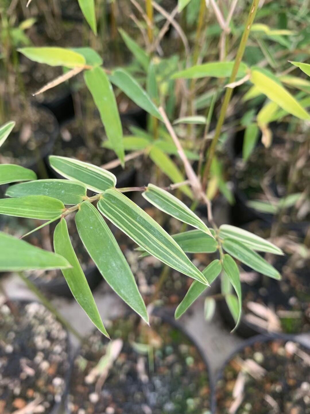 花叶唐竹观音竹叶艺品品种时令草本花卉