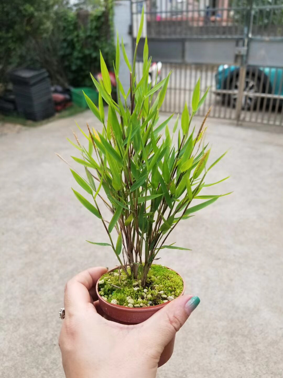 进口山野草品种澳洲风竹盆景办公室案头绿植绿植