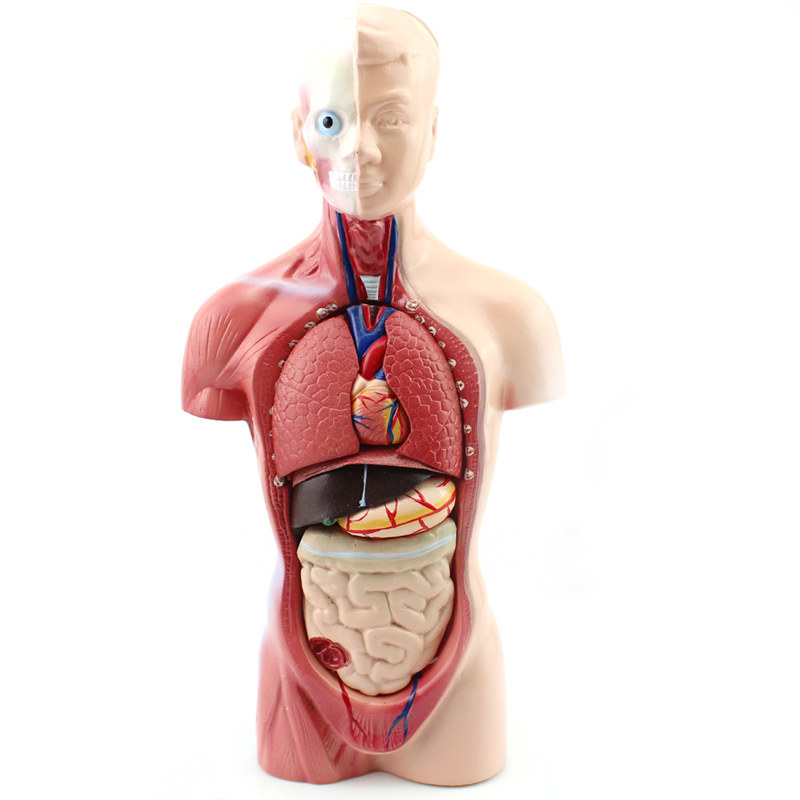 男性盆腔正中矢状切面人体解剖模型生殖泌尿其他模型玩具