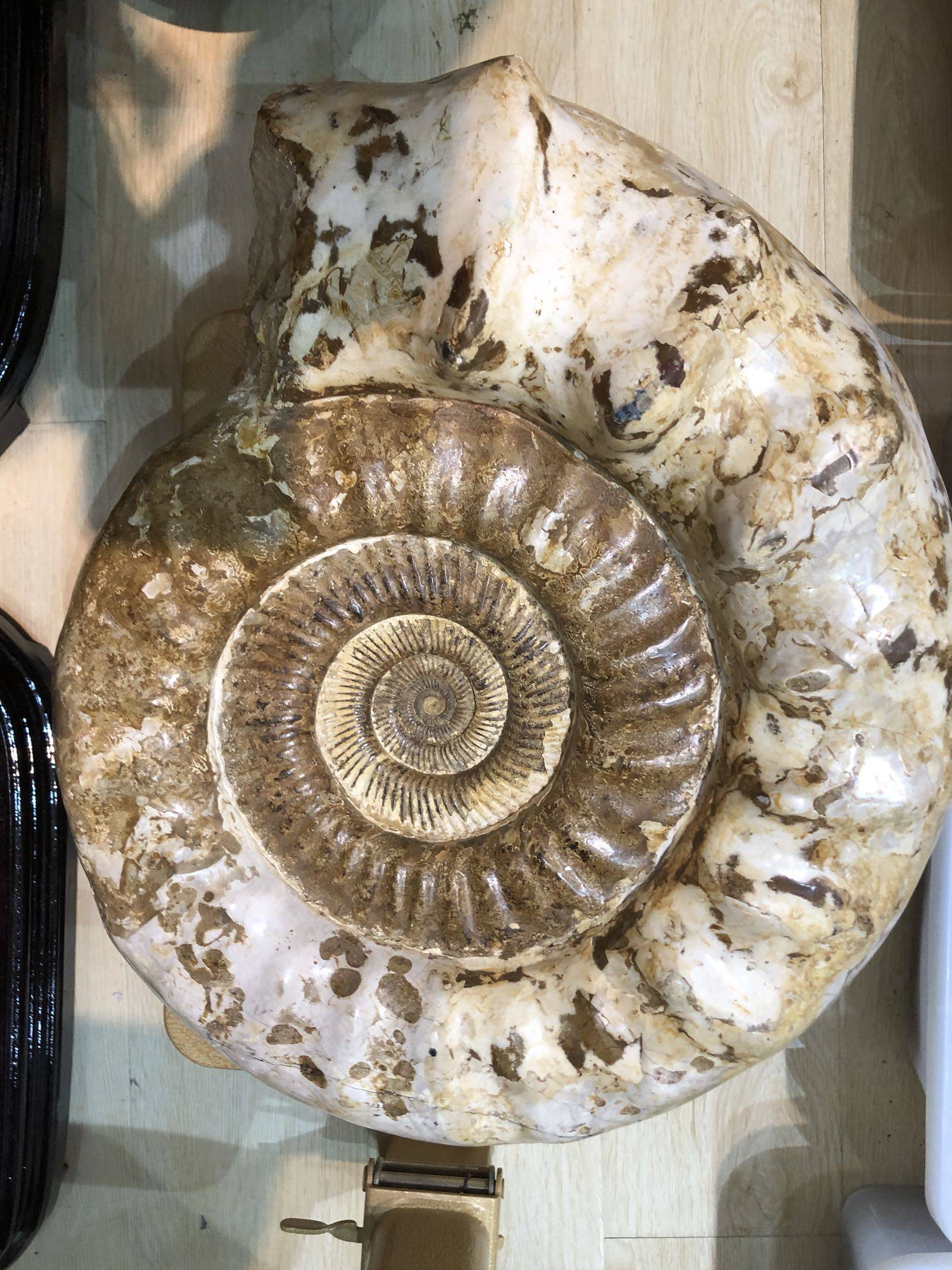 教学标本古生物化石马岛菊石摆件大白白皮加座摆件