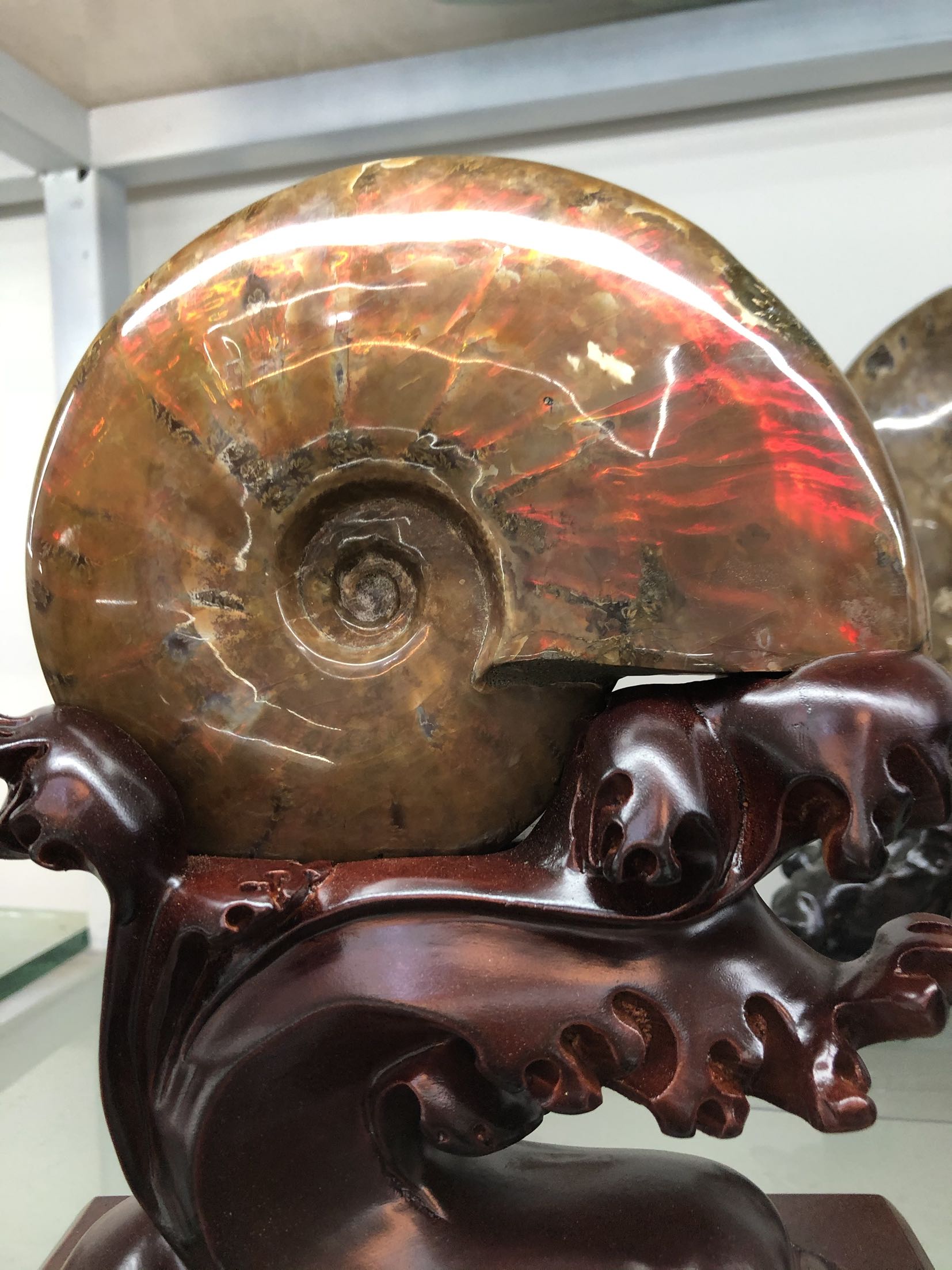 化石斑彩彩螺摆件古生物天然精品炫彩2斤摆件