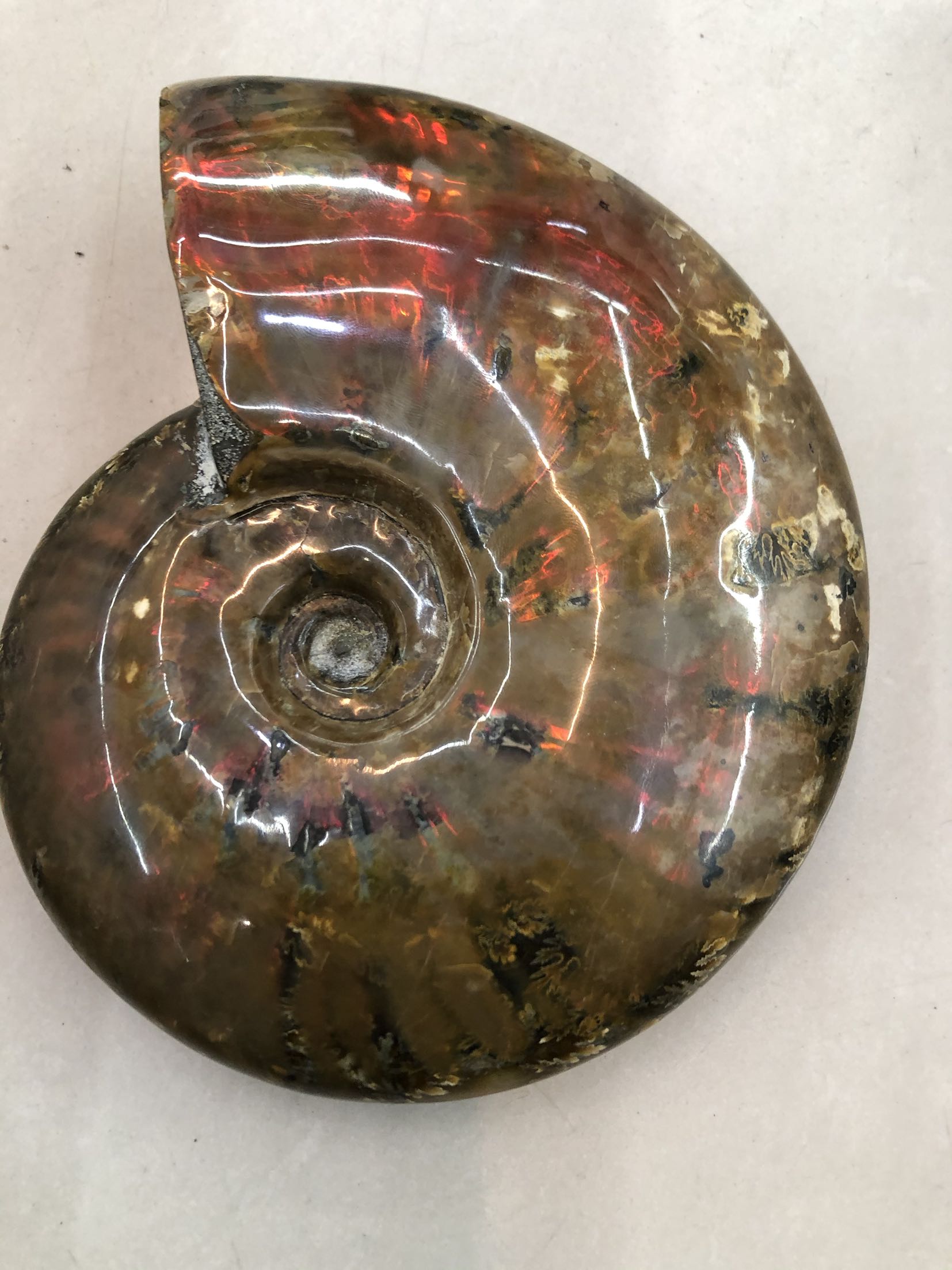 化石斑彩彩螺摆件古生物天然精品炫彩2斤摆件